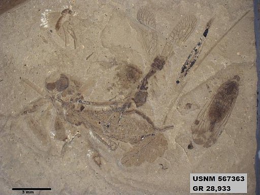 Genus sp