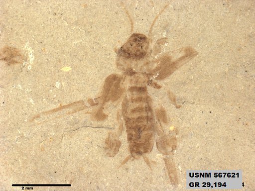 Genus sp