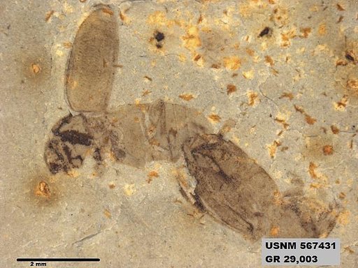 Insecta