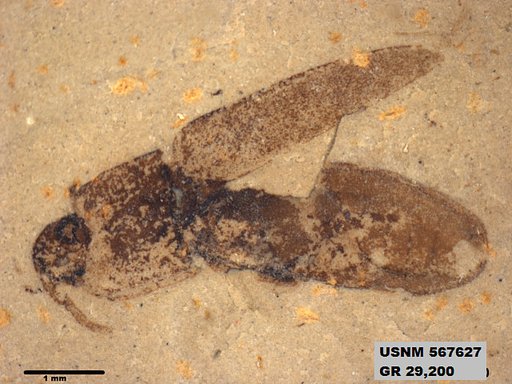 Insecta