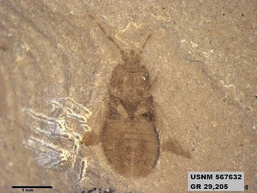 Genus sp