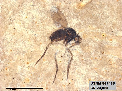 Insecta