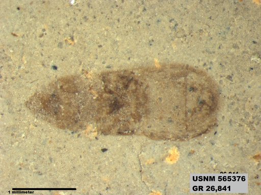 Genus sp