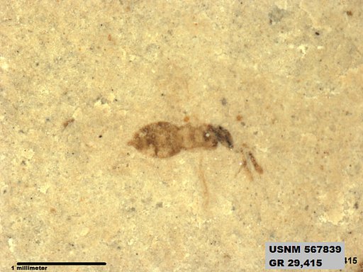Insecta