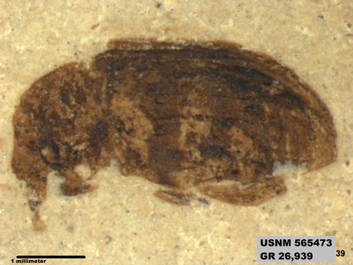 Insecta