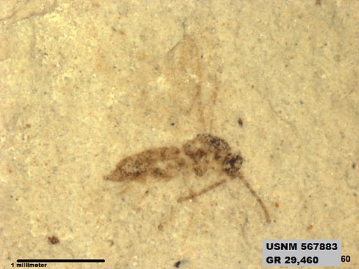 Insecta