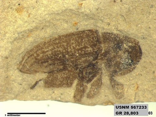 Insecta