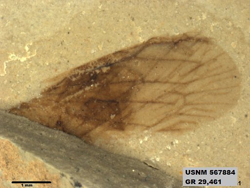 Genus sp