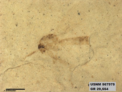 Insecta