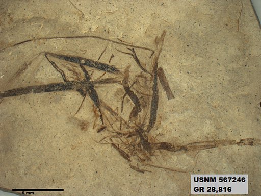 Insecta
