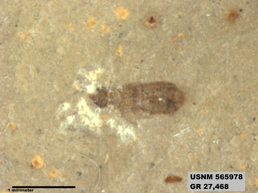 Genus sp