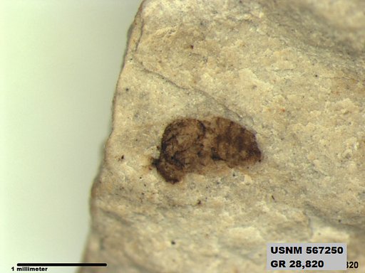 Insecta