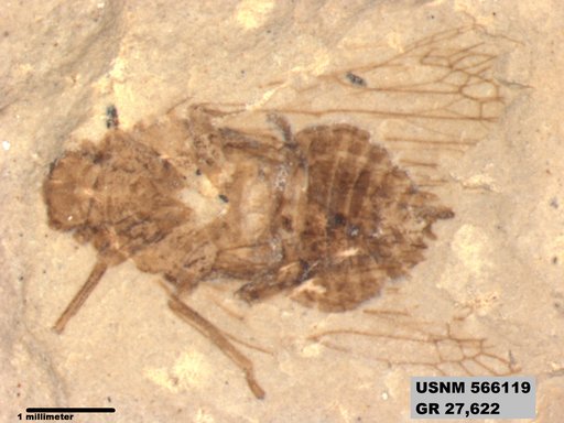 Genus sp