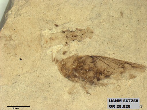 Genus sp