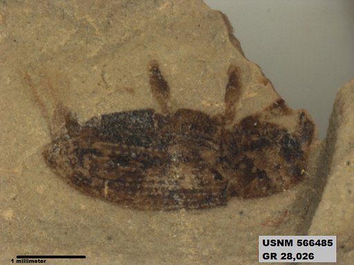 Insecta