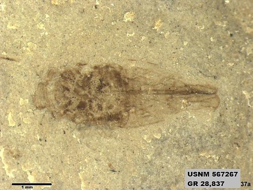 Genus sp
