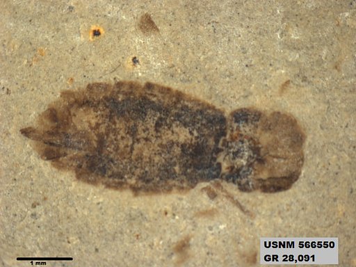 Genus sp