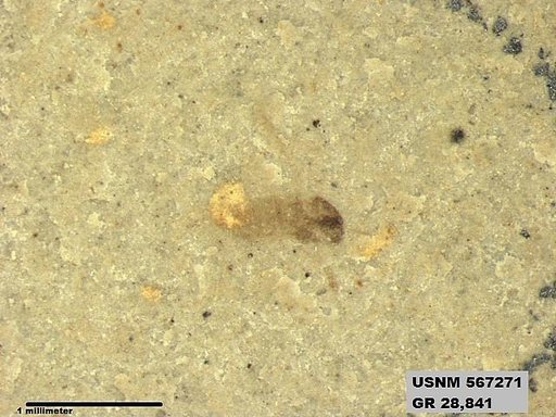 Genus sp