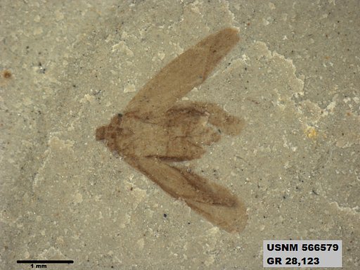 Genus sp