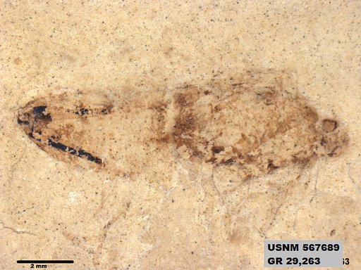 Insecta