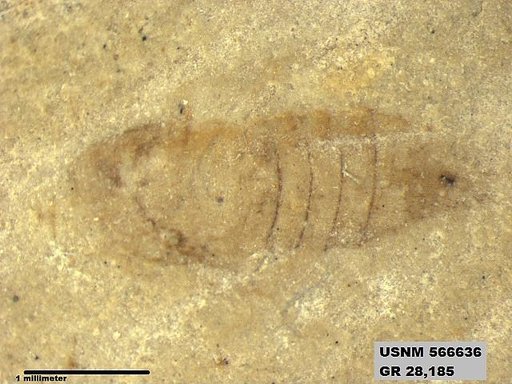 Genus sp