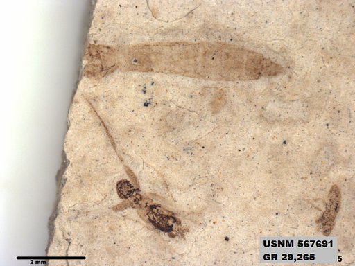 Genus sp