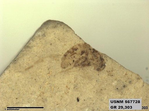 Insecta