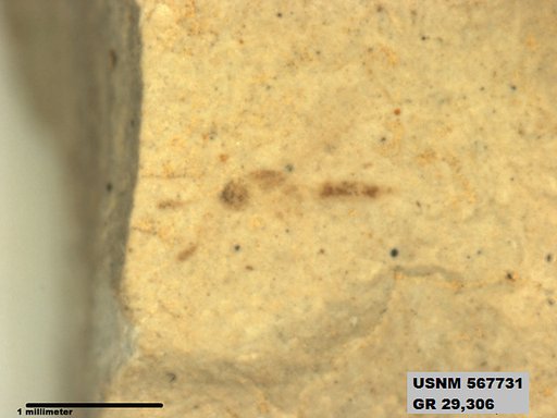 Insecta