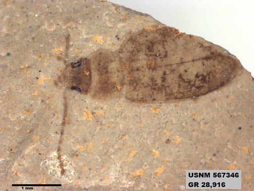 Insecta