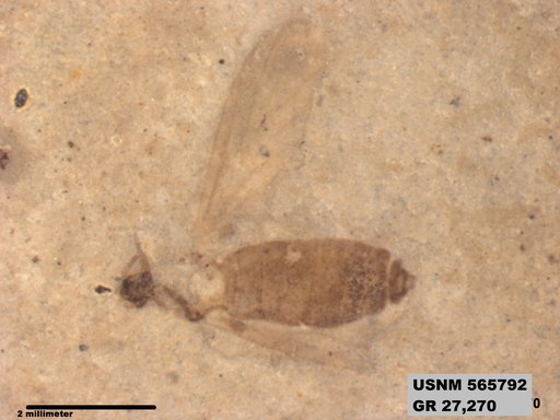 Genus sp