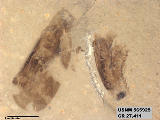 Genus sp