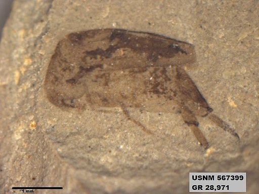 Insecta
