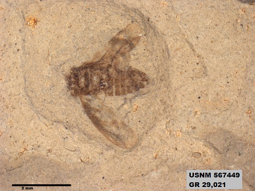 Genus sp