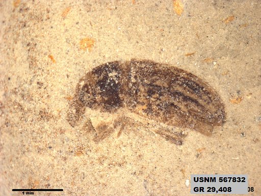 Insecta