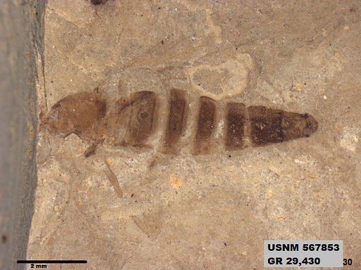Insecta