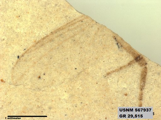 Insecta