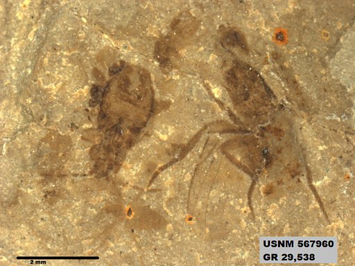 Genus sp