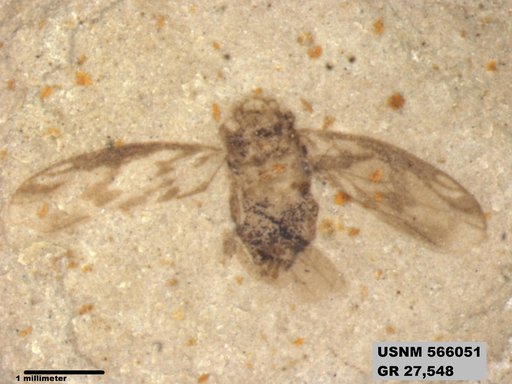 Genus sp