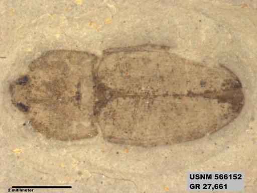 Insecta