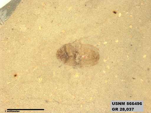 Genus sp
