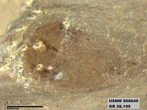 Genus sp