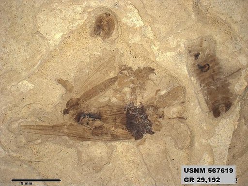 Genus sp