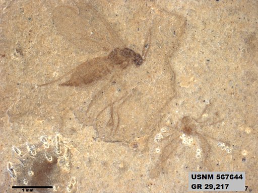 Insecta