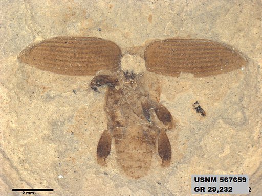 Insecta
