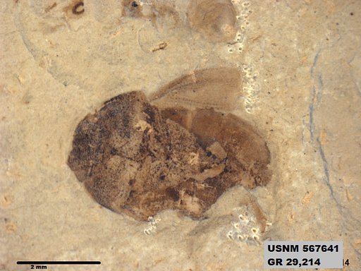 Genus sp