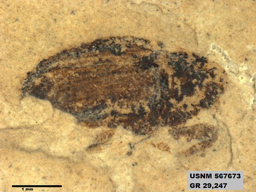 Insecta