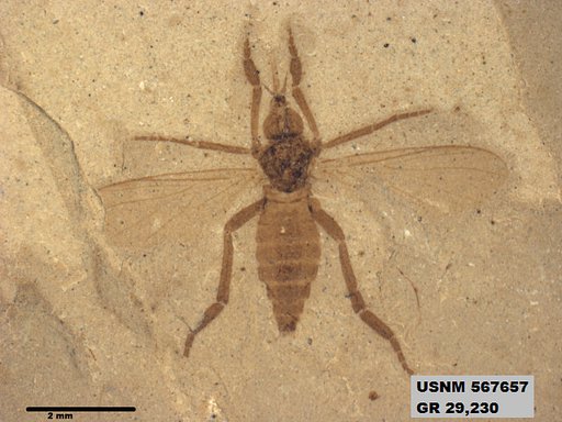 Insecta
