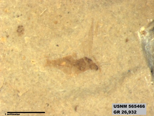 Genus sp