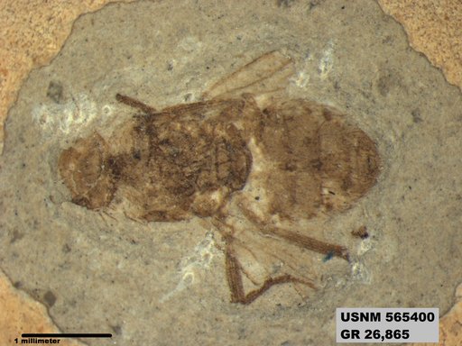 Genus sp