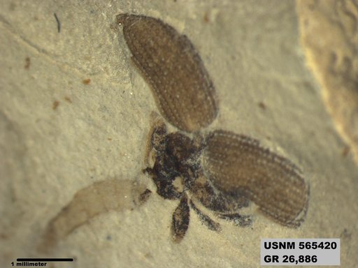 Insecta